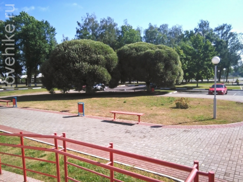 Вот такие деревья в г. Узда, возле автовокзала.