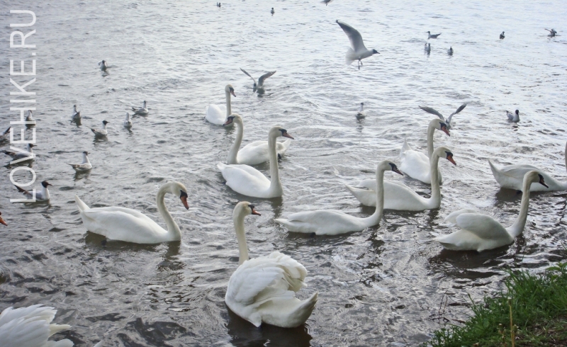 лебеди на озере нарочь
