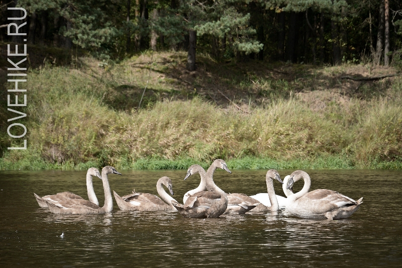 река Вилия в Беларуси, дикие лебеди