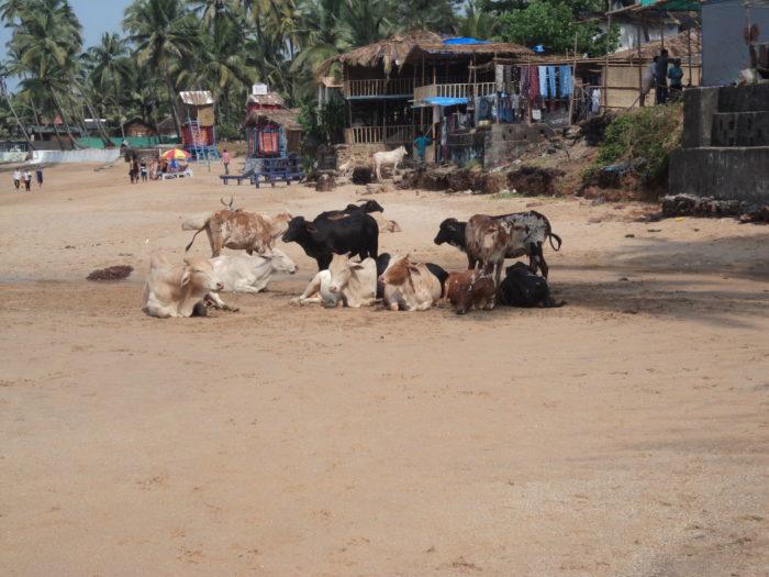 коровы в индии на пляже